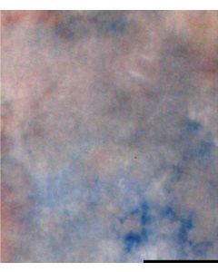 Falcon Eyes Stoffhintergrund S122 2,9x7 m